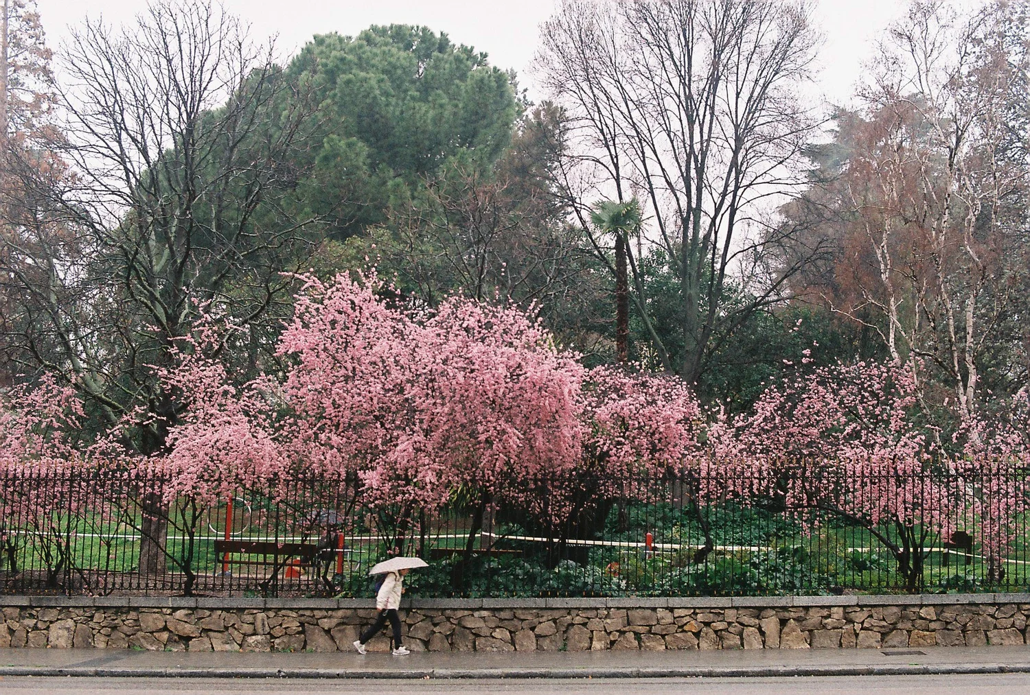 La ciudad y las plantas